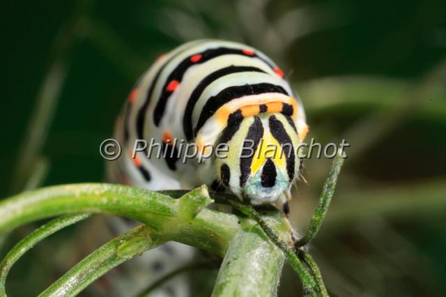 papilio hospiton chenille.JPG - Papilio hospiton (Portrait chenille)Porte queue de CorseCorsican Swallowtail butterflyLepidoptera, PapilionidaeEspèce protégée, France